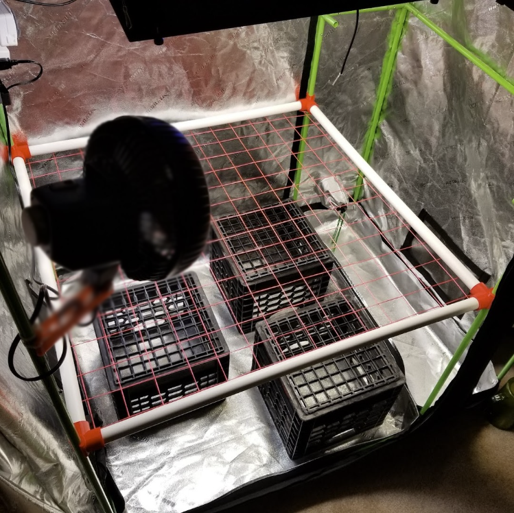 SCROG Clips